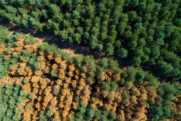 istock drone view of a part of a pine forest burned by a forest fire 1866681336