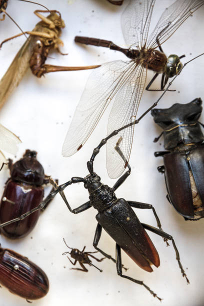 istock Collection of dried insects presented in a box 1866683411