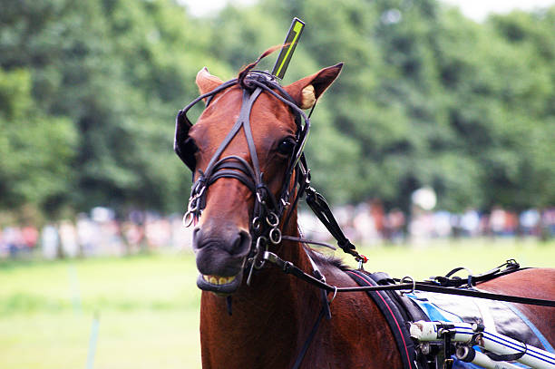 brown okablowania koń wyścigowy - equestrian event flat racing horse racing people zdjęcia i obrazy z banku zdjęć