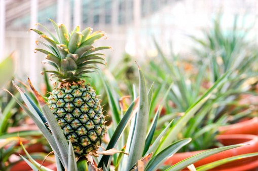 A pineapple growing in a greenhouse.