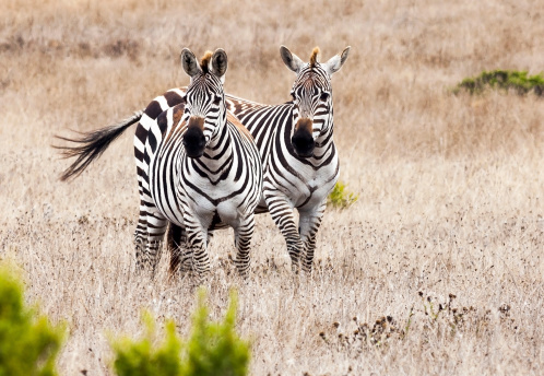 Two zebras standing in grassy area facing camera. Tail swishing.