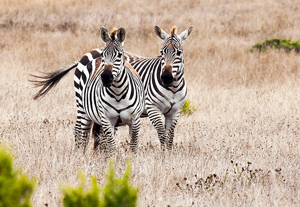 Two Zebras Facing Camera stock photo