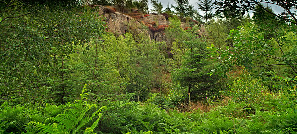 cumbria grizedale bosque - nibthwaite fotografías e imágenes de stock