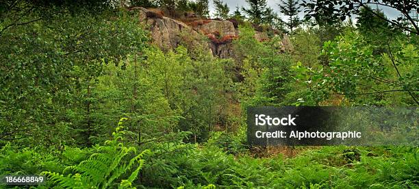 Cumbria Grizedale Forest Stock Photo - Download Image Now - Agriculture, Boulder - Rock, British Culture