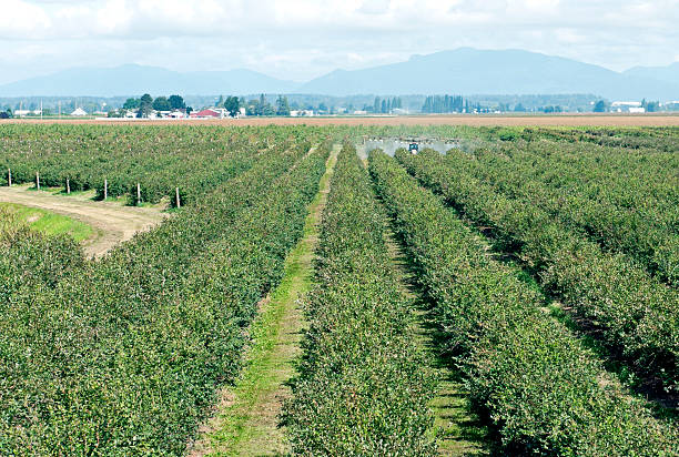 Insecticide being sprayed on blueberries in Skagit Valley WA in late summer