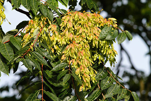 voar sementes em árvore do céu em setembro - ailanthus glandulosa imagens e fotografias de stock