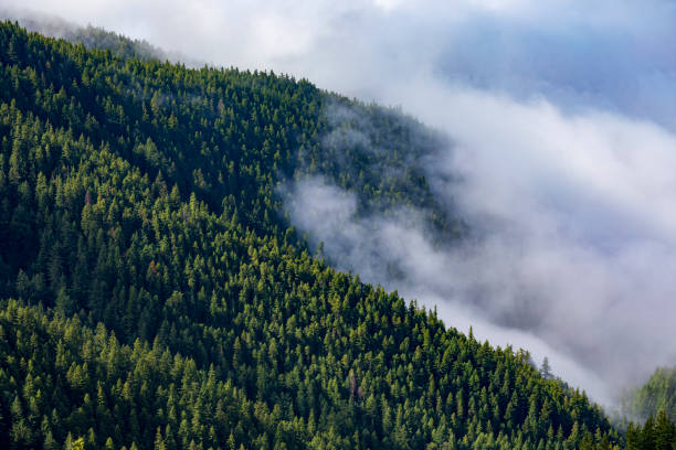 istock pine tree covered Olympic mountain ranges in Washington state during summer 1866695462