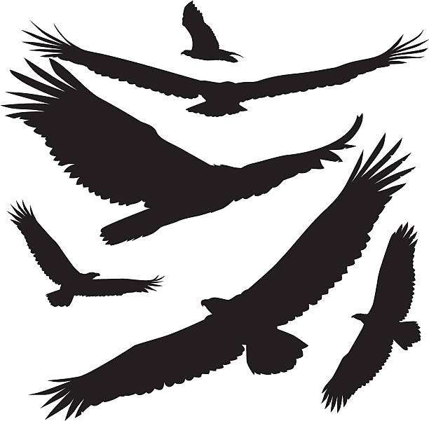 vektor-silhouetten eagle - adler stock-grafiken, -clipart, -cartoons und -symbole