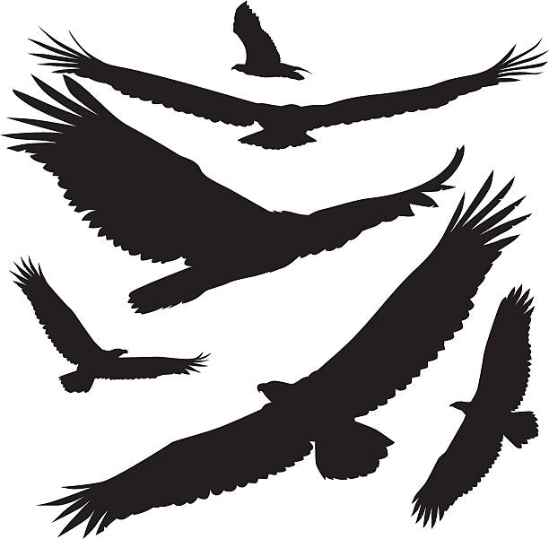 vector silhouettes eagle silhouettes soaring eagle eagles stock illustrations