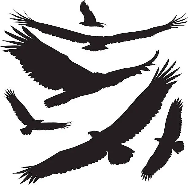 Vector illustration of vector silhouettes eagle