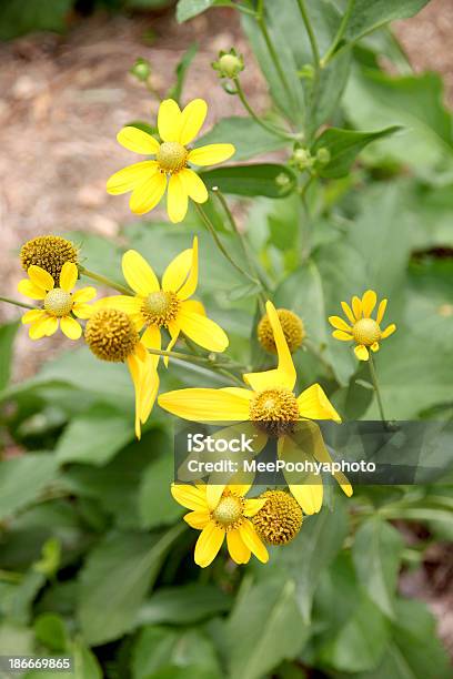 Girasole Messicano Weed Nel Cortile Interno - Fotografie stock e altre immagini di Aiuola - Aiuola, Ambientazione esterna, America Latina