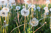 Green field with fluffy dandelions, close-up. White dandelion flowers blowballs for post, screensaver, wallpaper, postcard, poster, banner, cover, website. High quality photo
