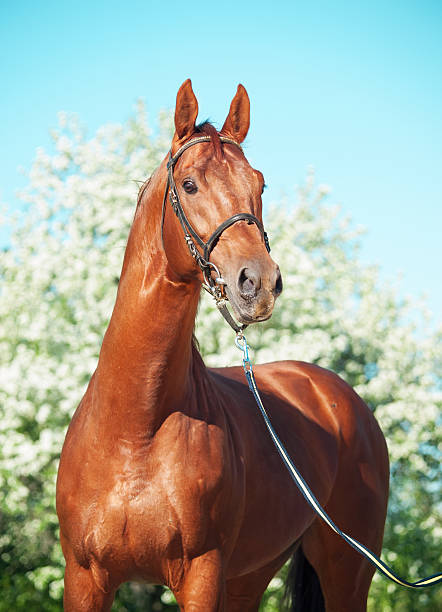 istock Spring portrait of chestnut Trakehner stallion 186670789