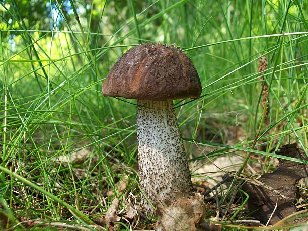 istock Mushroom's leccinum scabrum 186670863