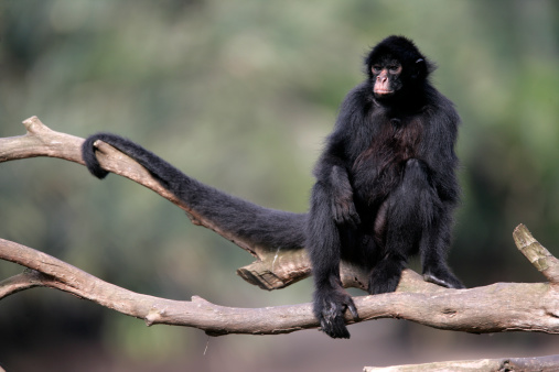 Black-faced spider monkey, Ateles chamek, single mammal in tree, Brazil