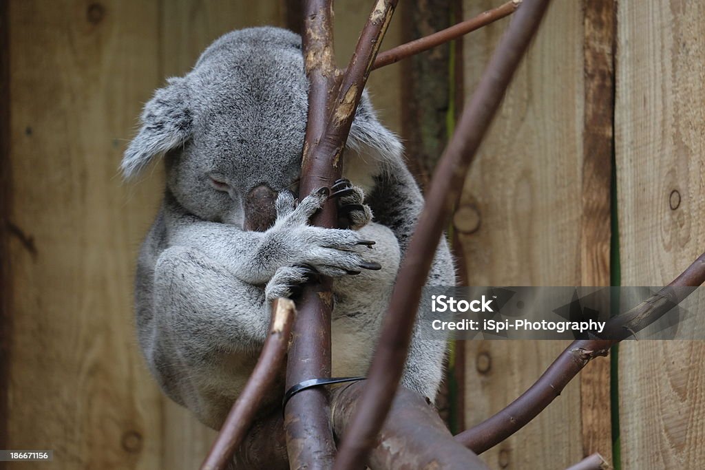 Dormire Koala - Foto stock royalty-free di Ambientazione esterna