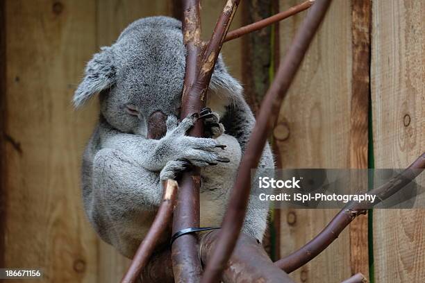 Dormire Koala - Fotografie stock e altre immagini di Ambientazione esterna - Ambientazione esterna, Animale, Animale selvatico