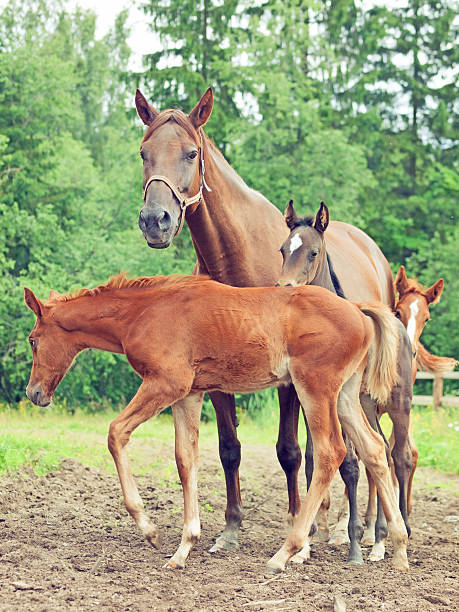 개의 작은 foals-entertainment group, 임시 흐린날 아침입니다 - foal child mare horse 뉴스 사진 이미지