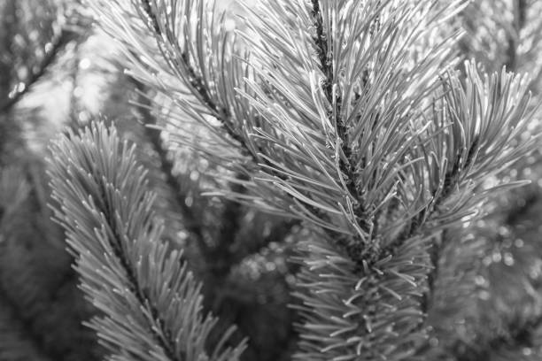 istock Background from pine branches with needles for publication, design, poster, calendar, screensaver, wallpaper, postcard, banner, cover, website. Toned high quality photo 1866713200