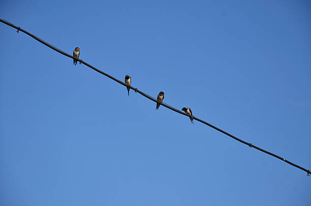 istock Four swallows are sitting on electric wire 186671394