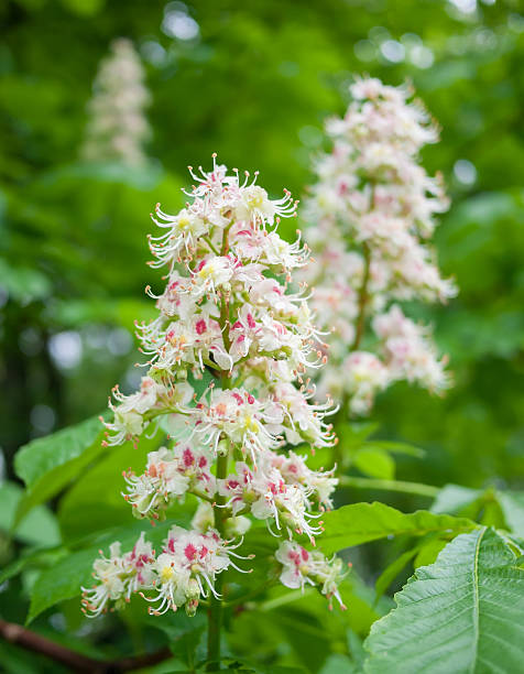 istock Beautiful summer flowers 186671433