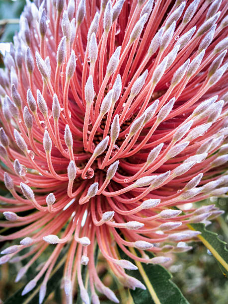 макро в розовый древесное топливо банксия цветок - australian culture flower indigenous culture plant стоковые фото и изображения
