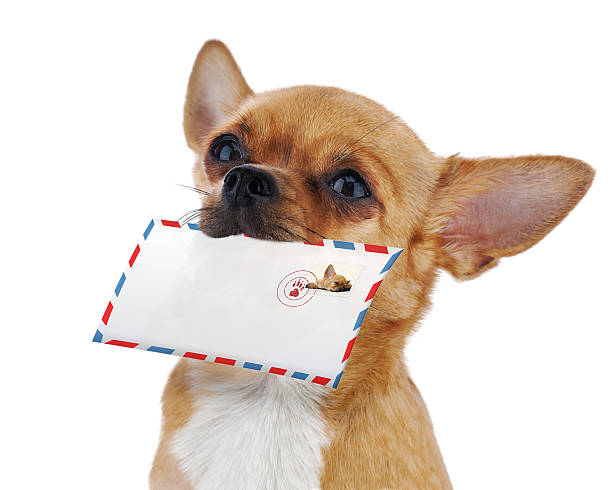 istock Red chihuahua dog with post envelope isolated on white backgroun 186671511
