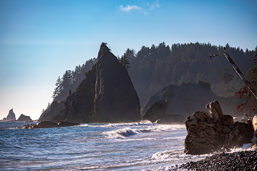 sea stacks in Rialto beach in Olympic national park in Washington state on a clear sunny summer's day with a bald eagle flying  or perched on the tree.