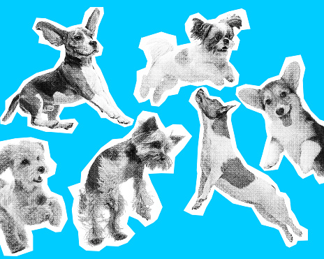 Cute, little, adorable puppies, dogs jumping, playing over blue background. Happiness and joy. Ads. Contemporary art collage. Concept of animal and veterinary, imagination. Poster. Magazine style