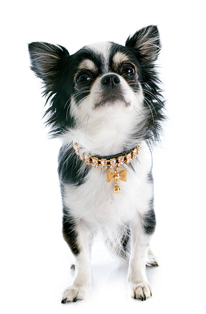 istock puppy chihuahua 186672984