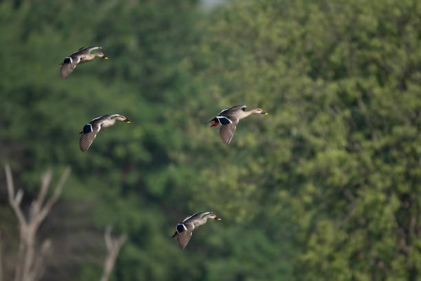 istock Flock of indian Spot Billed Ducks Flying 1866736710