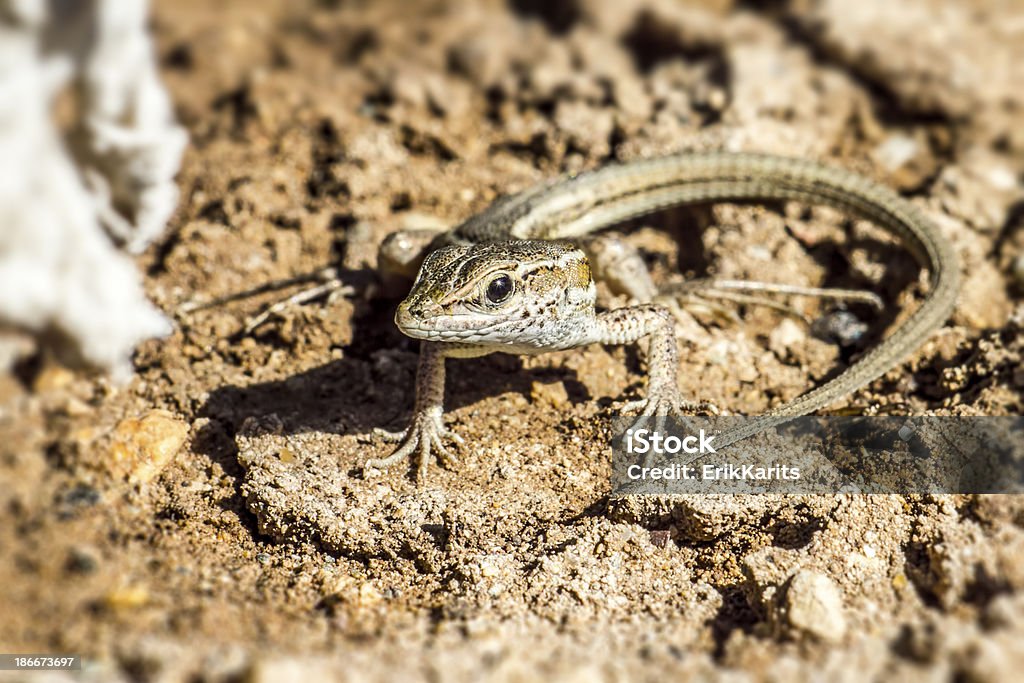 Retrato de um Lagarto (Zootoca vivipara) - Royalty-free Afiado Foto de stock