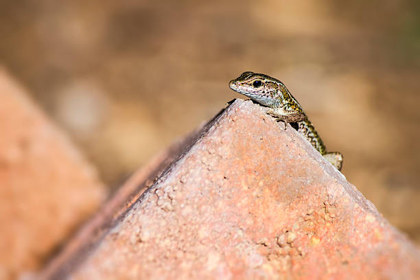 istock Portrait of a lizard (Zootoca vivipara) 186673796