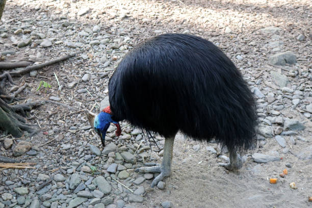 istock Southern cassowary (Casuarius casuarius) foraging in a zoo : (pix Sanjiv Shukla) 1866743138