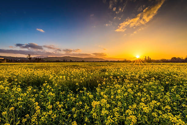 Yellow flowers at Sunset