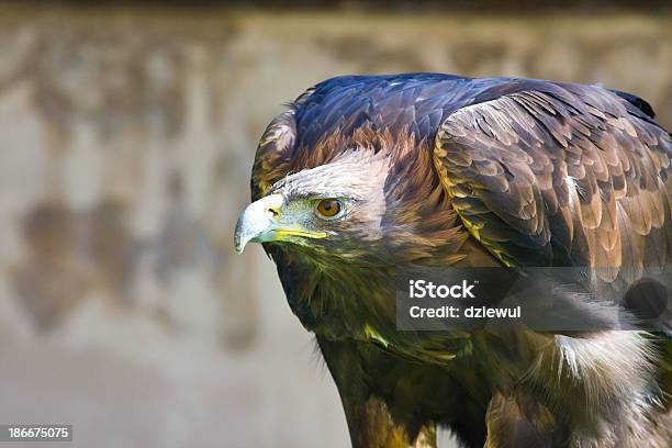 Águia Dourada Plano Aproximado - Fotografias de stock e mais imagens de Afiado - Afiado, Agressão, Animais caçando