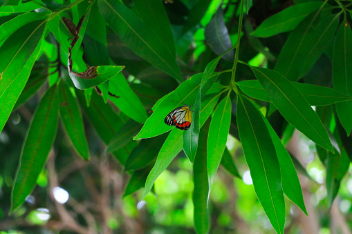 Delias hyparete or Painted Jezebel. Its habitat is in forests to urban areas. The wings are white with dark black veins. The upper part of the hind wings is bright yellow while the lower part is bright red with black edges