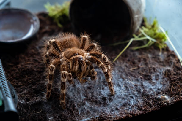 A spider injects venom into a madagascar cockroach in a terrarium close-up. Acanthoscurria geniculata. Phobia concept. Toxic poison. Brazilian large size tropical animals. Blaptica dubia. 4k footage