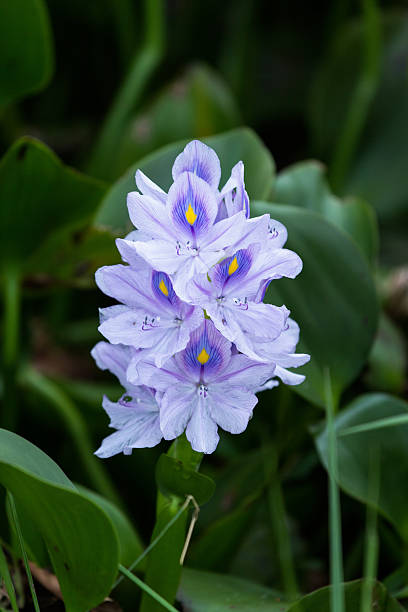 istock Water hyacinth flower 186676681