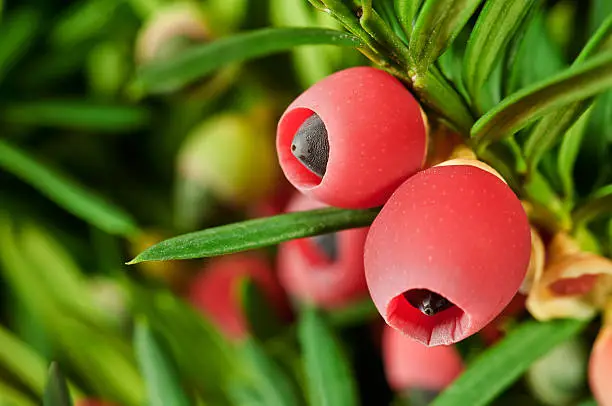 Red fruits yew on a twig in the garden