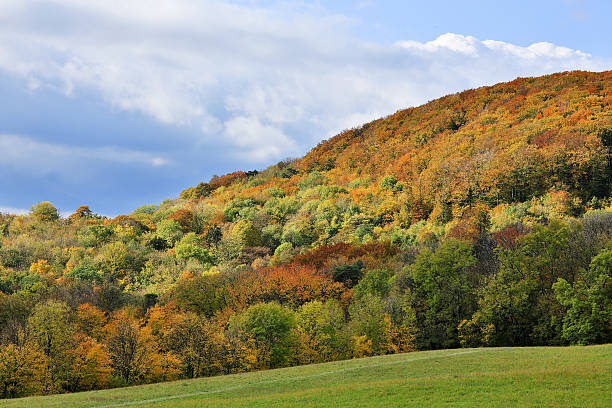 Vienna Woods in autumn Vienna woods in autumn, landscape with meadow and forest in colors of october vienna woods stock pictures, royalty-free photos & images