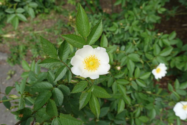 istock Flowers of single white dog rose in mid May 1866775005
