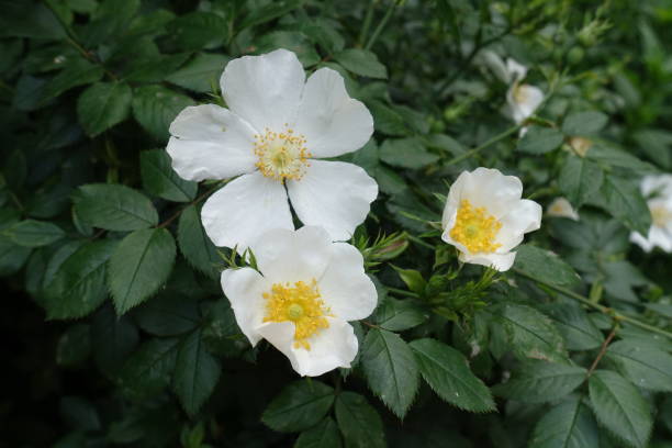 istock Three white flowers of dog rose in May 1866775290