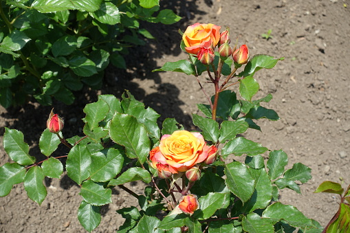 Buds and red and yellow flowers of roses in June