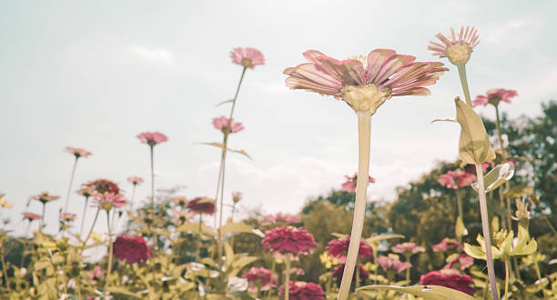 istock Colorful Zinnia flower 186677593