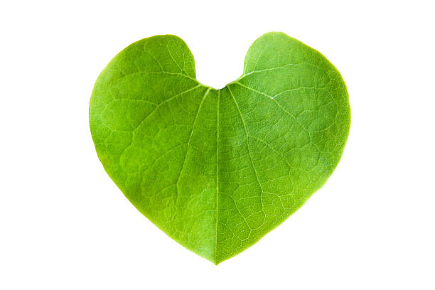 istock Green leaf in shape of heart, isolated with clipping paths. 186678053