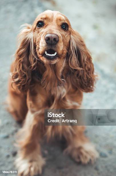 Dog English Cocker Spaniel Stock Photo - Download Image Now - Animal, Beauty, Brown