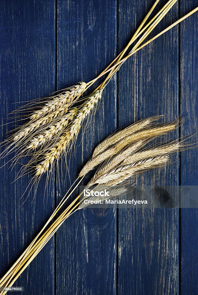 Two types of wheat on a blue wooden board Two types of wheat on rustic navy blue wooden board Backgrounds Stock Photo