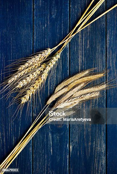 Two Types Of Wheat On A Blue Wooden Board Stock Photo - Download Image Now - Backgrounds, Navy Blue, Autumn