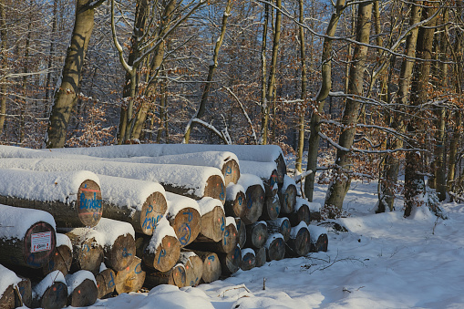 Reinhardswald, Germany - 12/03/2023: Stack of wood from tree trunks in winter covered with fresh snow in the forest with trees in the background